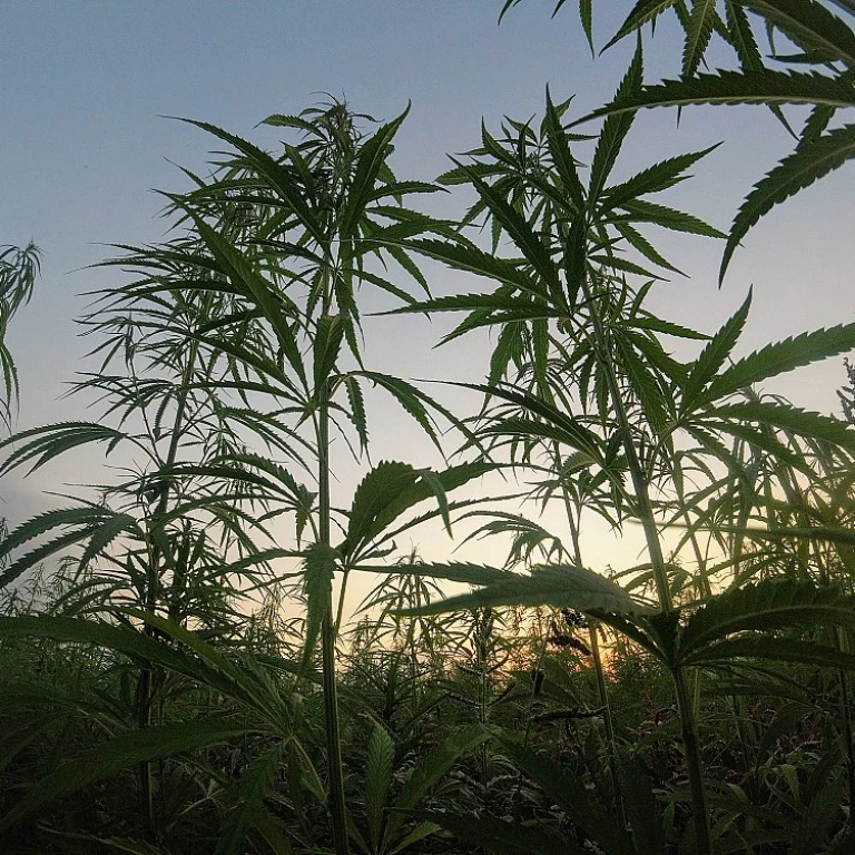Les bienfaits du baume au CBD pour votre bien-être
