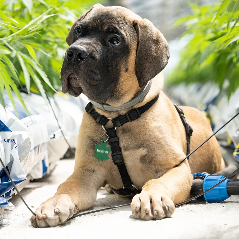 L'huile de CBD : que disent les professionnels de santé ?