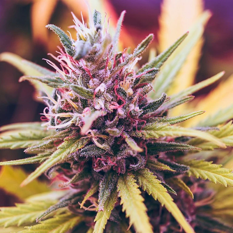Cbd autour de moi : votre guide pour trouver les meilleurs produits localement