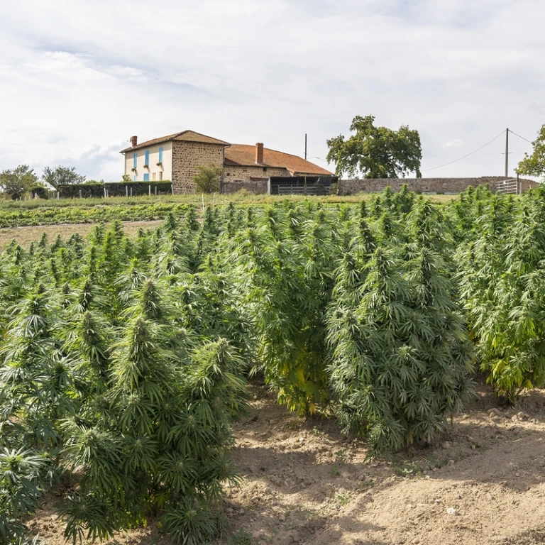 CBD discount : les bonnes affaires à saisir et les erreurs à éviter