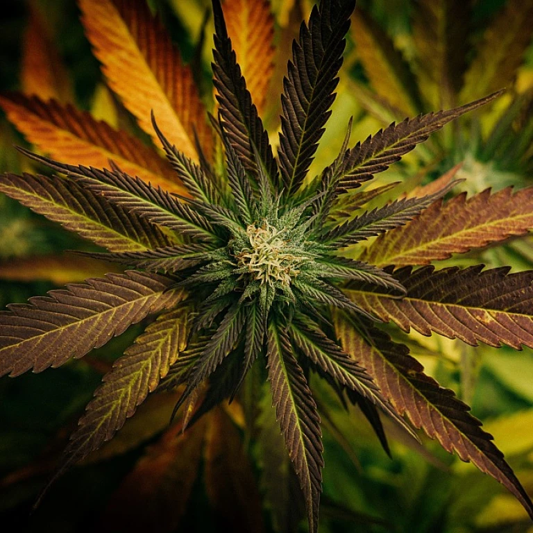 Explorer le CBD à Bourges : Tout ce que vous devez savoir