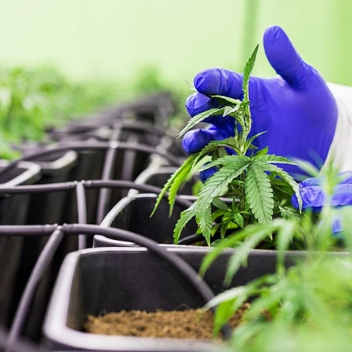 Les mystères du cbd hempi : un regard approfondi