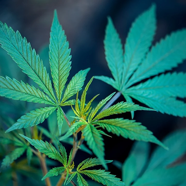 Tout savoir sur la résine de CBD