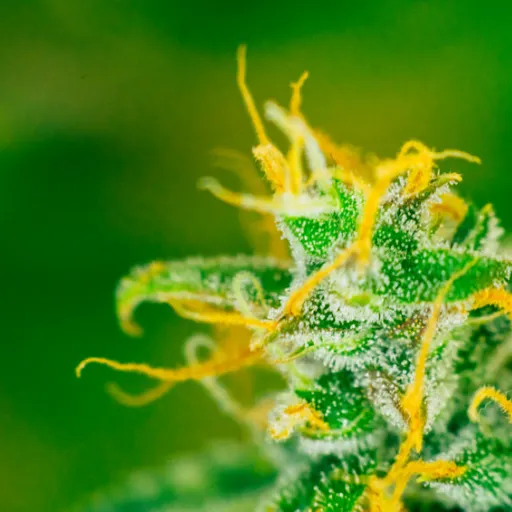 Jungle Kush – l’innovation et la qualité au service du bien-être