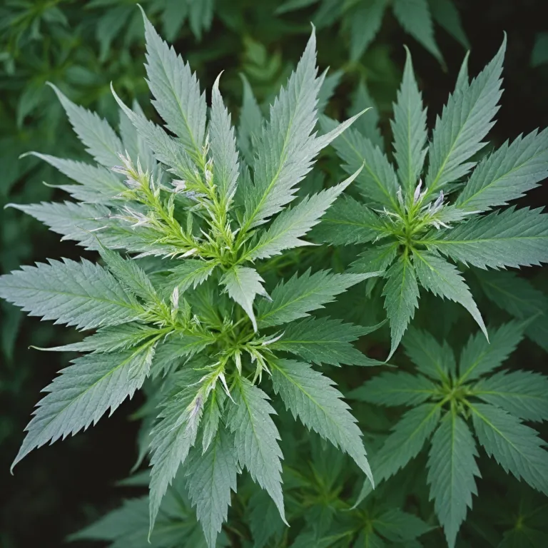 Tout savoir sur la fleur de chanvre : bienfaits, usages et conseils