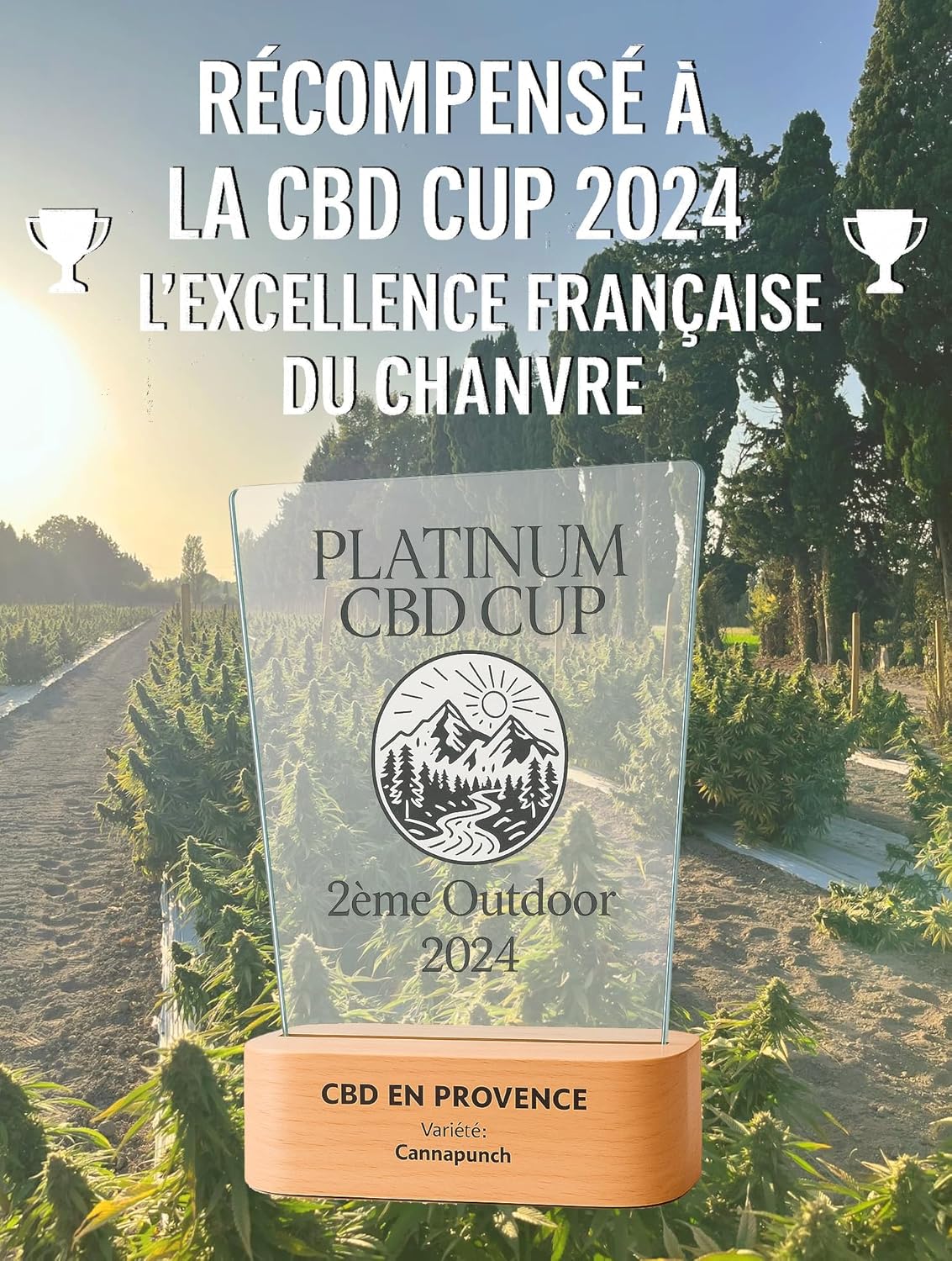 Huile Premium 20% Pressée à Froid - Formule Naturelle - Made in France - Cultivé en Provence - 10ml (20%) (Nature)