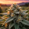 Fleur CBD : 6 criteres concrets pour reconnaitre une fleur de bonne qualite