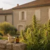 Cannabis dans la pharmacopée française : 100 ans d'oubli, un retour discret en 2026