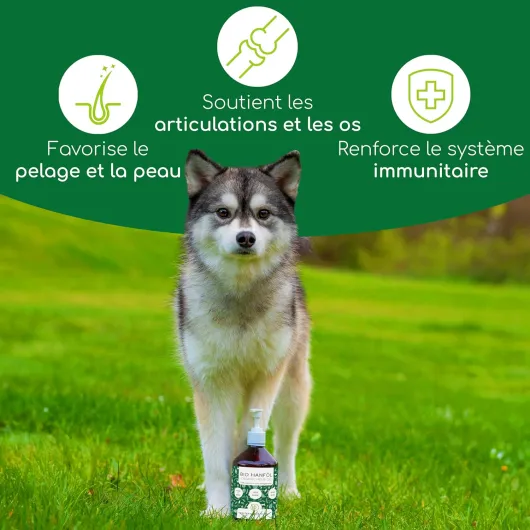 Huile de Chanvre Bio pour Chiens et Chats 500ml - 100% Naturelle & pressée à Froid - Soutien de la Peau et du Pelage - Oméga 3-6-9 - DE-ÖKO-060
