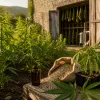 De la graine au flacon : comment une huile CBD full spectrum est fabriquée en France