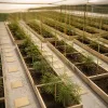 CBG : le cannabinoïde de la concentration que les utilisateurs réguliers commencent à adopter
