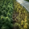 La filière CBD européenne face à la tempête réglementaire : qui survivra à 2026 ?