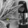 E-liquide CBD : comment choisir sa concentration et son appareil pour une vape efficace en 2026