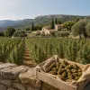 CBD à Aix : guide expert des fleurs de CBD en Provence